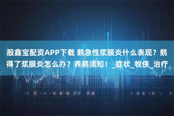 股鑫宝配资APP下载 鹅急性浆膜炎什么表现？鹅得了浆膜炎怎么办？养鹅须知！_症状_牧侠_治疗